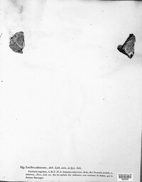 Image of Lecanora subcarnea